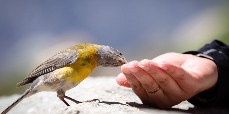 „Akcja Karmnik” – zobacz, jak obrączkuje się ptaki