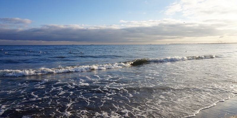 Sinice na większości gdańskich plaż!