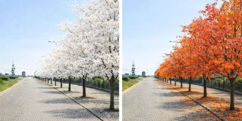 Gdynia: Kwitnąca aleja wiśni zamiast starych głogów w Śródmieściu