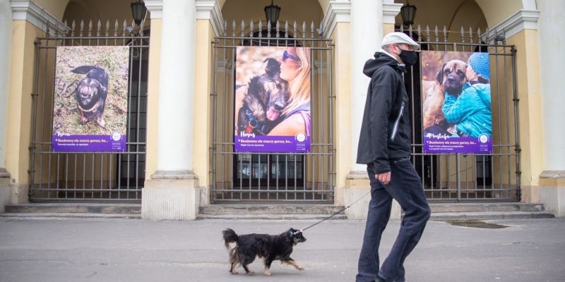 Bezdomne zwierzęta w obiektywie - wystawa fotograficzna