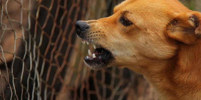Przyjaciel człowieka czy agresor? Tragiczne ataki psów  w Polsce