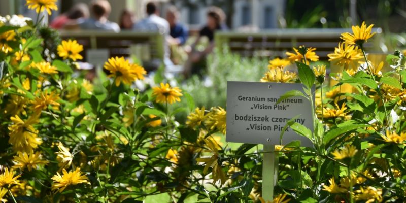 Ogród botaniczny Batorego jak przed laty – Śródmieście zakończyło rekonstrukcję