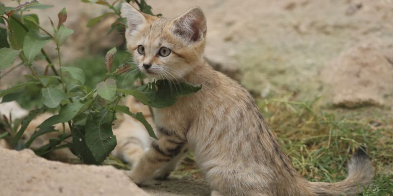 W Gdańskim ZOO przyszły na świat koty pustynne