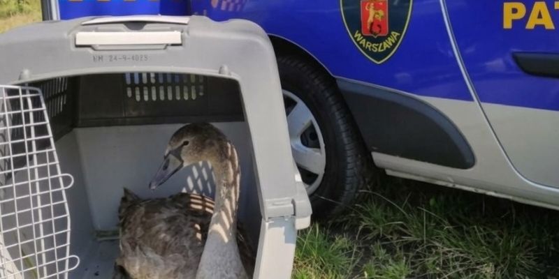 Skuteczna akcja Ekopatrolu nad Kanałem Żerańskim: chory łabędź trafił do Ptasiego Azylu