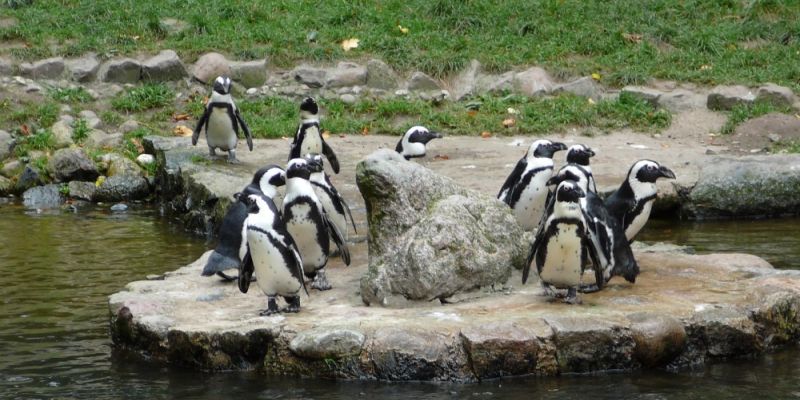 Oceń gdańskie ZOO w internetowej ankiecie