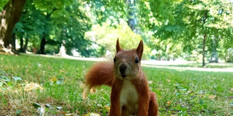 Ile wiewiórek w łazienkowskich ogrodach? Sprawdzają naukowcy z SGGW