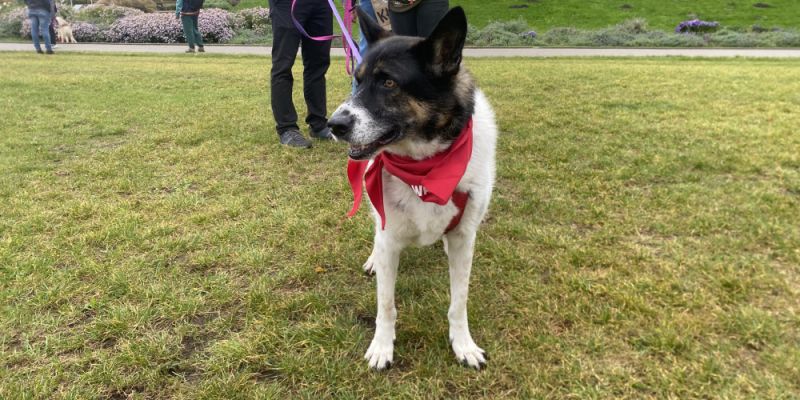 Czworonodzy opanowali Plażę Wilanów - finał akcji „Adoptuj Warszawiaka”