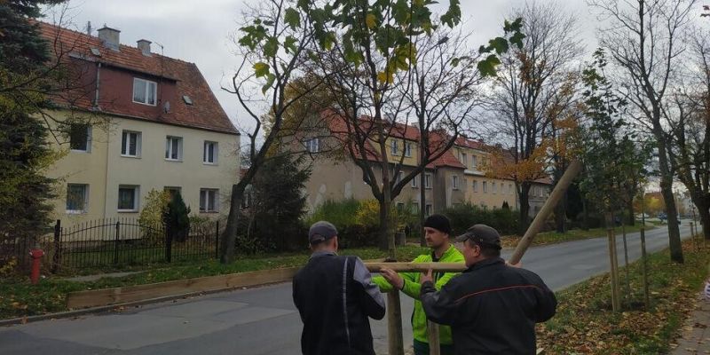 Nowe drzewa na ul. Worcella w ramach Zielonego Budżetu Obywatelskiego