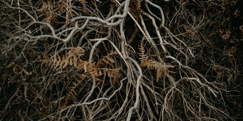 Niewidzialny sojusz korzeni - jak grzyby wspierają rozwój roślin