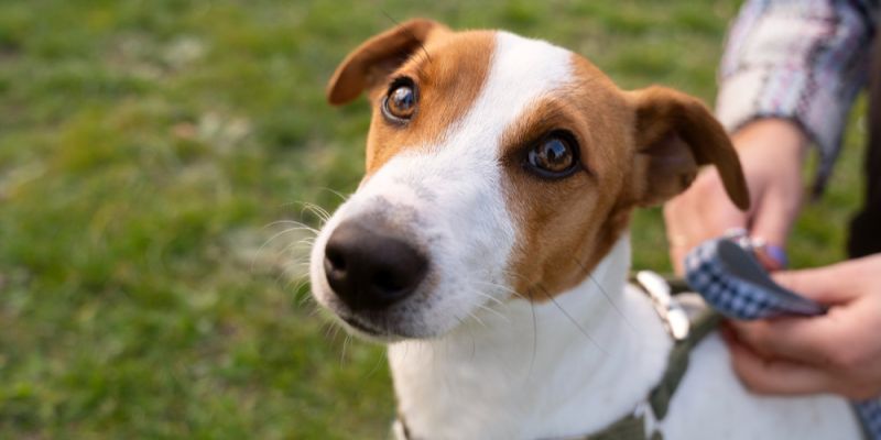 Warszawa startuje z programem bezpłatnej kastracji i czipowania psów i kotów