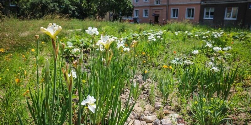 Będzie Zielony Budżet Obywatelski – radni zdecydowali