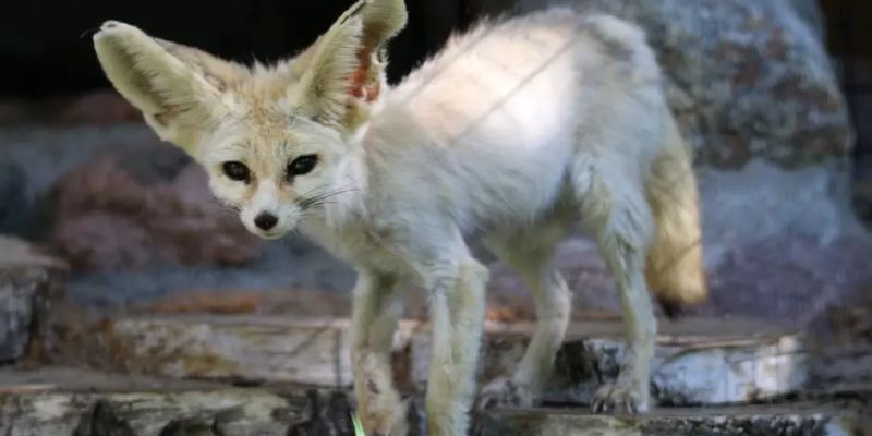 Gdański Ogród Zoologiczny pożegnał Seeda - fenka, który dożył 13 lat i był najstarszym samcem tego gatunku w Europie