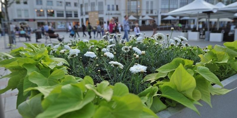 Zieleń na pl. Przyjaciół Sopotu – konsultacje