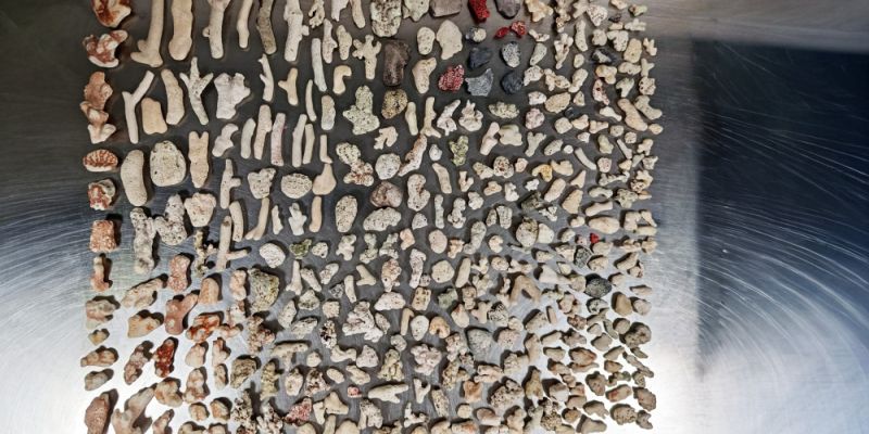 Przyłapany na lotnisku Chopina z rafą koralową w torbie