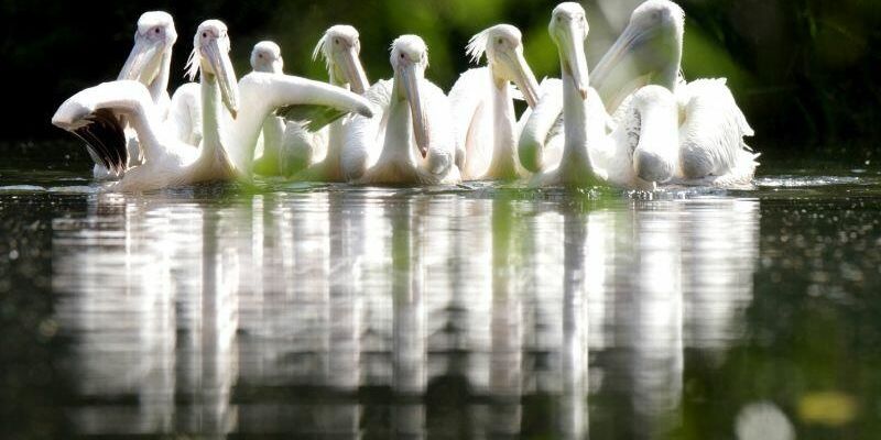 Pelikany baba, flamingi, pawilon ptaków i gadów – ponownie dostępne dla gości ZOO!