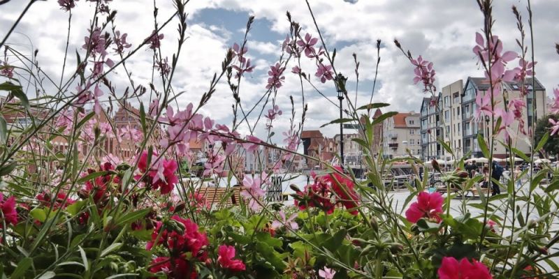 Głosujemy na Gdańsk w plebiscycie na najpiękniej ukwiecone miasto w Polsce