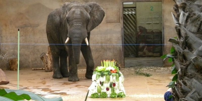 Urodzinowa "potupajka" słonia Leona