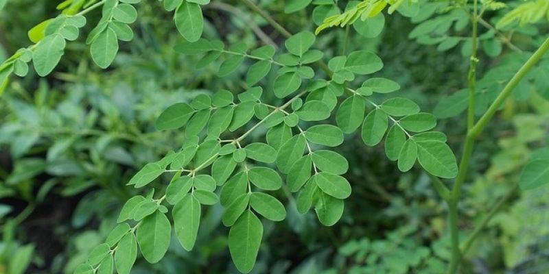 Moringa - tanie remedium na 300 chorób