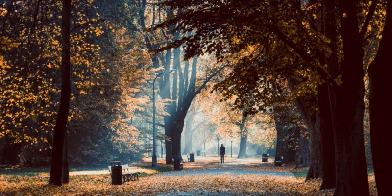 Park Skaryszewski zostanie odnowiony