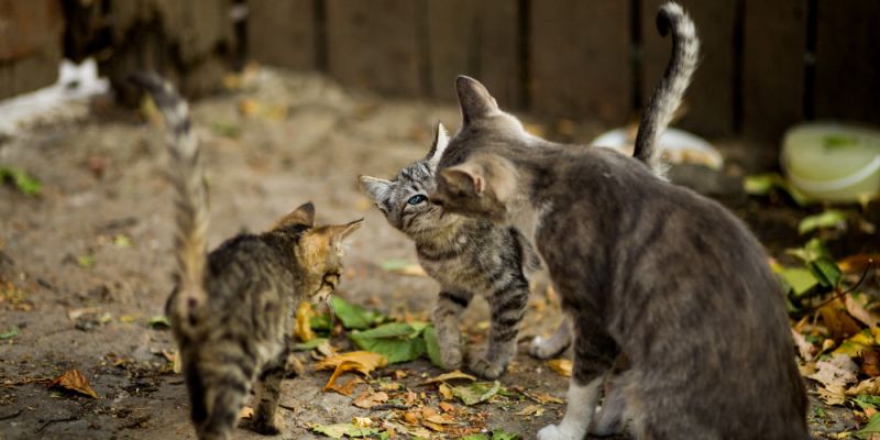 Koniec niekontrolowanego rozmnażania? Sterylizacja i czipowanie kotów z dotacją
