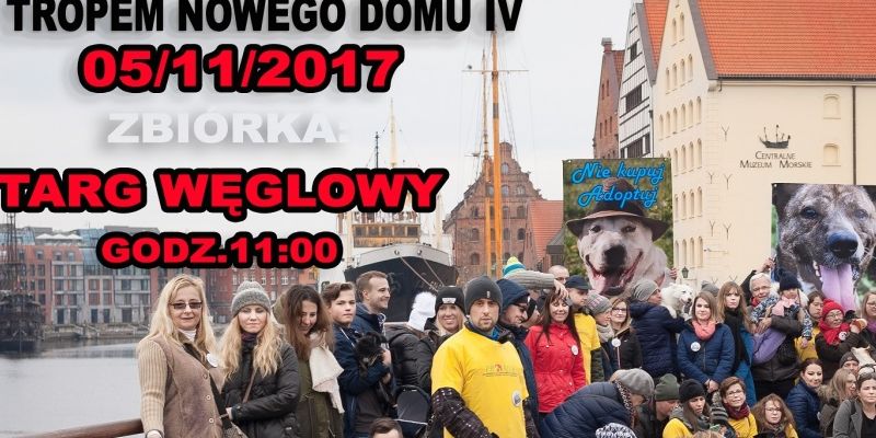 Spacer z pieskami ze Schroniska Promyk – Tropem nowego domu