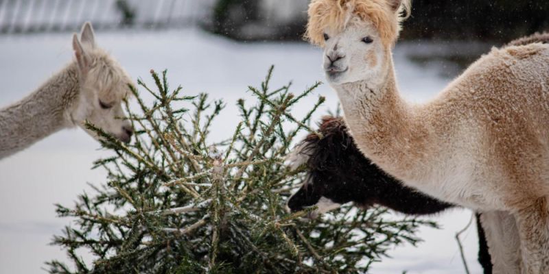 Dzień Babci i Dziadka w Warszawskim ZOO. Idealna okazja na rodzinny spacer