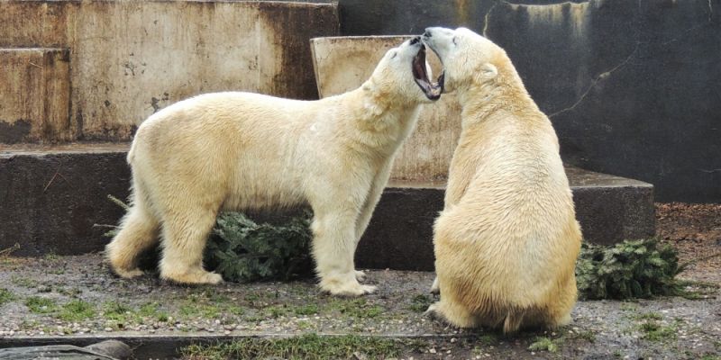 Międzynarodowy Dzień Niedźwiedzia z Warszawskim ZOO