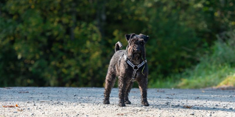 Psy bez smyczy w Warszawie. Swoboda czy ryzyko?