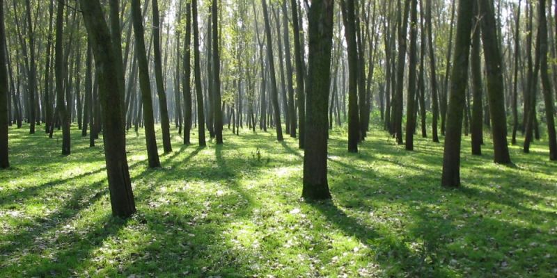 Co kurhanami w sopockim lesie?