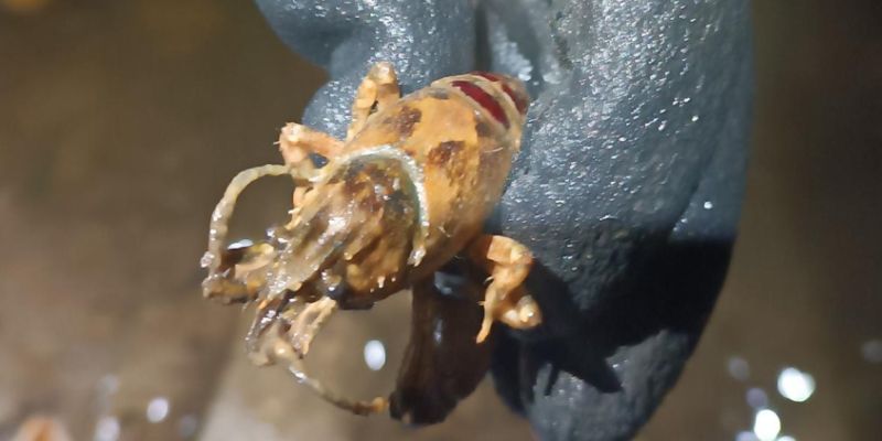 Sukces w walce z obcymi gatunkami w warszawskich akwenach: Koziorożec i Jeziorko Czerniakowskie odzyskują równowagę