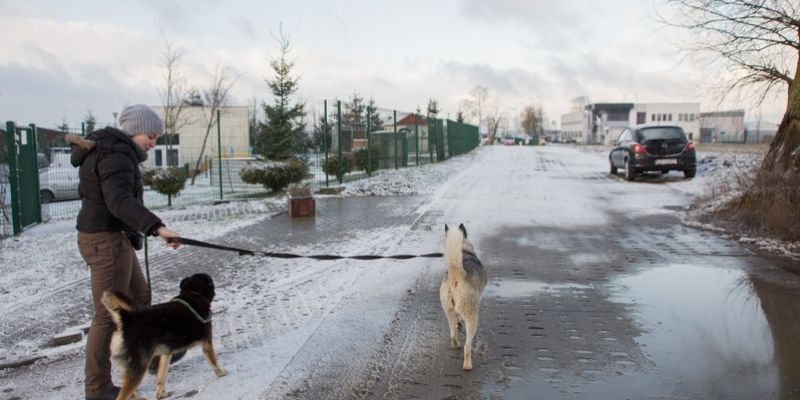 Pomóż zwierzakom. Nabór wolontariuszy do schroniska Promyk już w tę sobotę