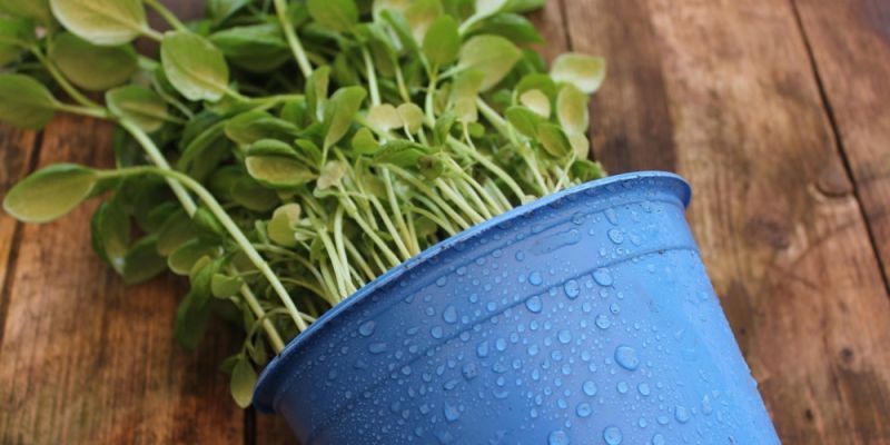 Elektrośmieci za rośliny. Bemowo zaprasza na akcję z okazji Dnia Ziemi