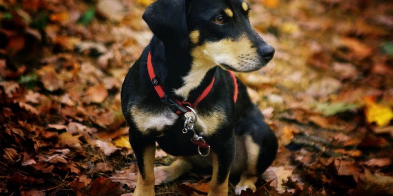 Obchody Dnia Kundelka z podopiecznymi gdańskiego schroniska