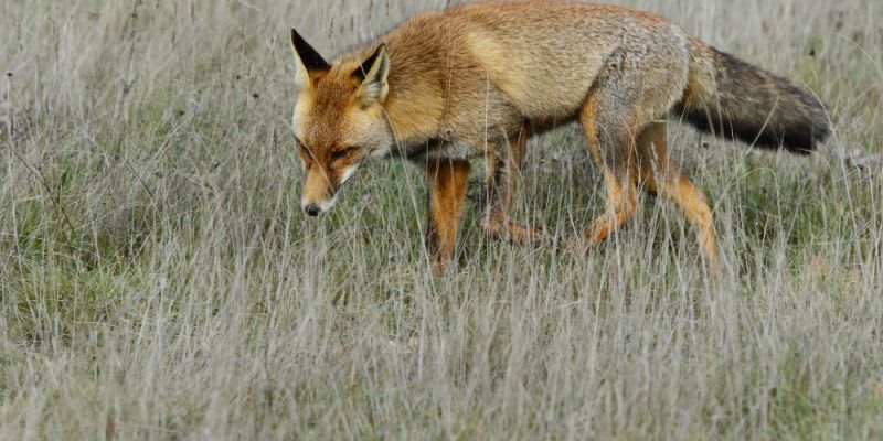 Jesienna akcja szczepienia lisów na Mazowszu