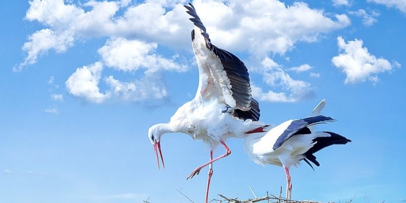 Bociany z ZOO dostaną obrączki