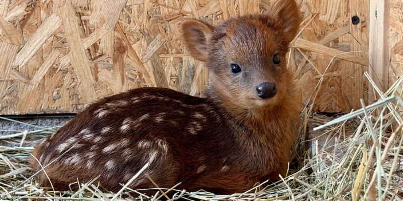 Sancho, Sasanka i Sernik: Warszawskie ZOO podsumowało wyniki popularnych plebiscytów na imiona młodych zwierząt