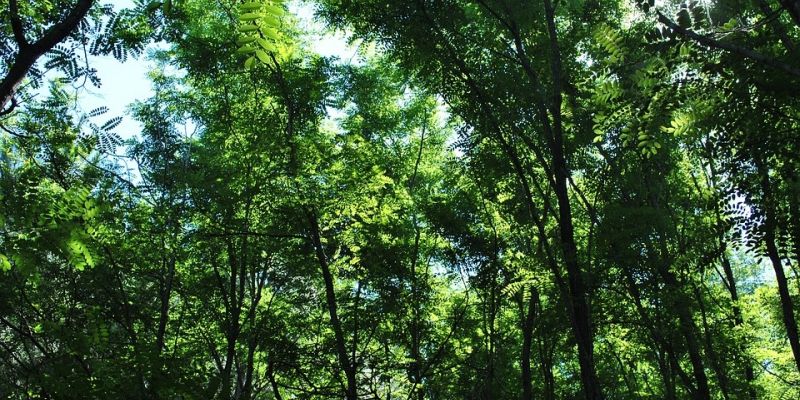 Wola interweniuje w sprawie wycinki prawie 300 drzew na Młynowie