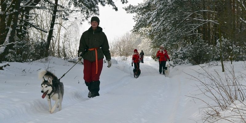 Karnawałowy Dogtrekking