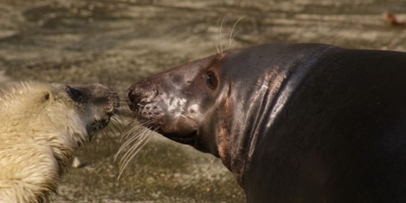 Zaadoptuj zwierzaka i pomóż zoo ratować zagrożone gatunki.