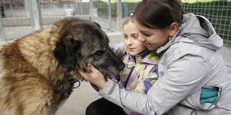 Nie kupuj, adoptuj! W Schronisku Promyk na nowy dom czeka ponad 200 zwierząt