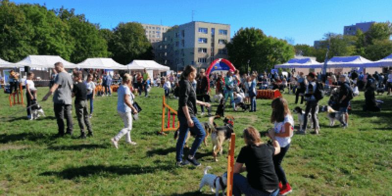 Zwierzęta w wielkim mieście - piknik rodzinny