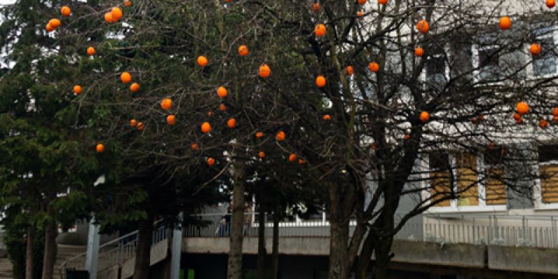 Drzewo na gdańskiej Zaspie obrodziło w pomarańcze!