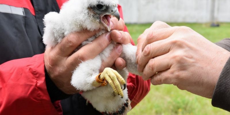 Potomstwo gdyńskich sokołów zaobrączkowane