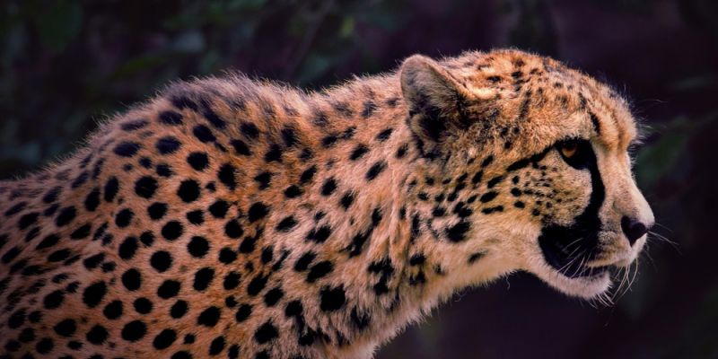 Gepardzica Lava zwierzakiem listopada - warszawskie ZOO ogłasza wyniki plebiscytu