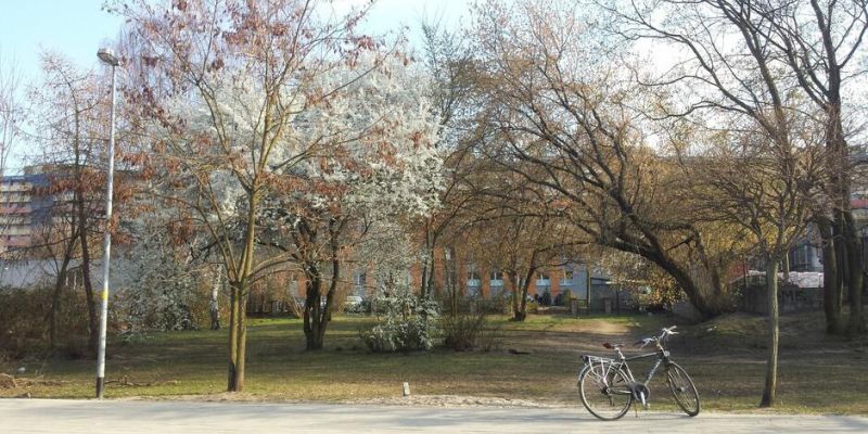 Skwer Kwitnących Wiśni - orientalny zieleniec na Przymorzu