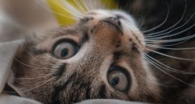 Dzień Kota  w Gdańsku. Schronisko „Promyk” organizuje wydarzenie dla mieszkańców