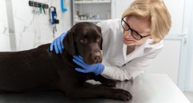 Obowiązkowe czipowanie psów i kotów. Sejm przyjął ustawę, będą kary