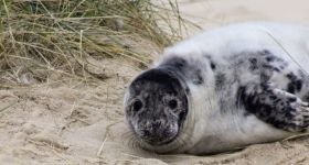 Martwa foka znaleziona na plaży w Karwieńskich Błotach. Interweniował Błękitny Patrol WWF