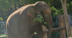 Gdańskie ZOO żegna się ze słonicą Wiką