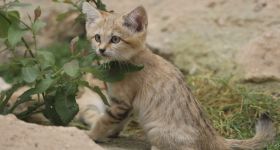 W Gdańskim ZOO przyszły na świat koty pustynne
